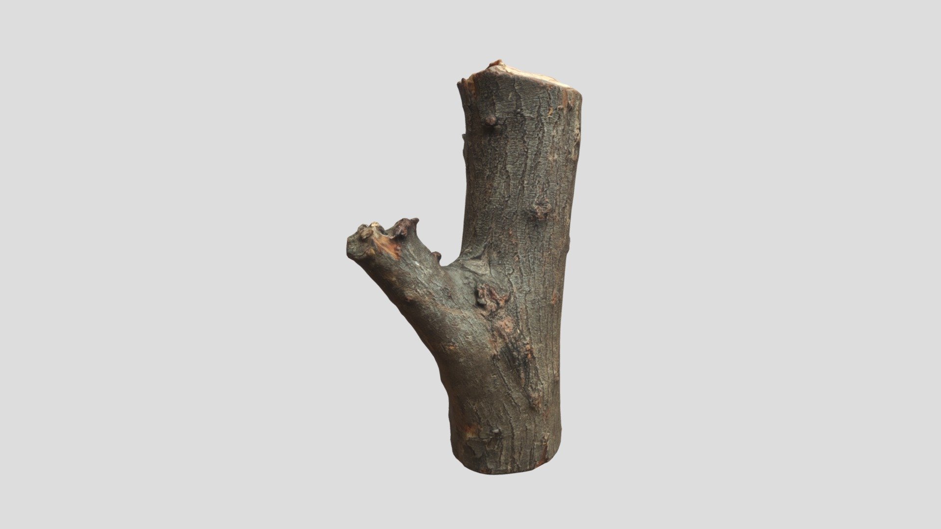 Scan Trunk Model - Download Free 3D model by alidmc223 [fc76555 ...