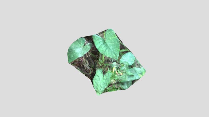 Planta Yautia 3D Model