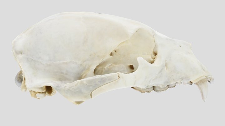 UWYMV:Mamm:6721, Ursus americanus, Crania – Kostenloses 3D-Modell STL