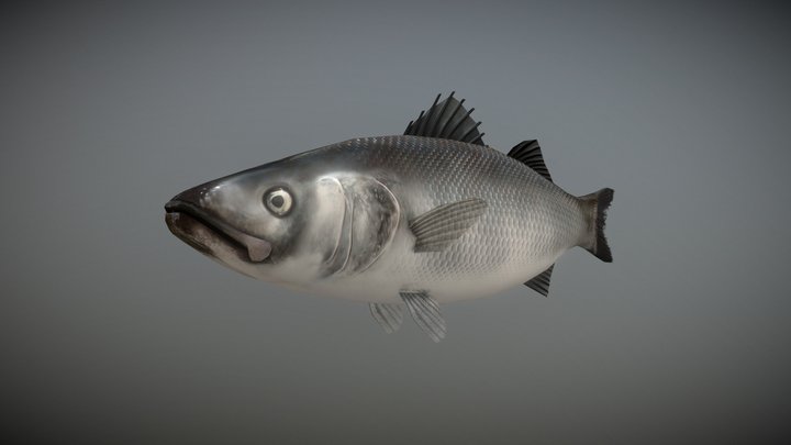 Low Poly Fish - Seabass 3D Model