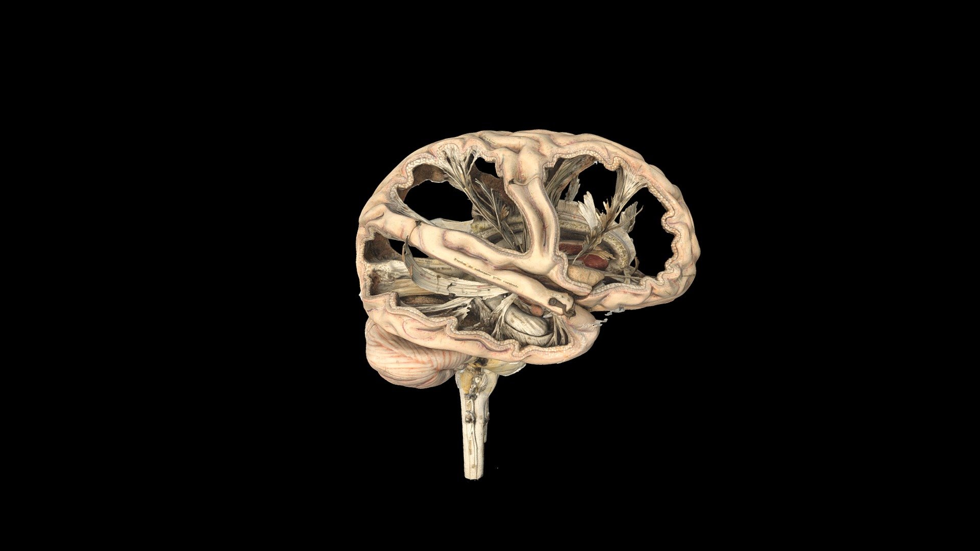 Model Of A Human Brain Download Free 3D Model By Science Museum Group