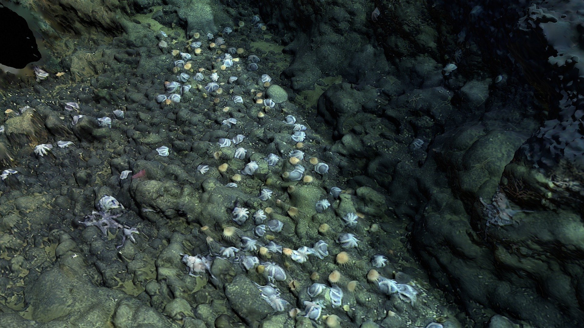 Doc Ricketts Dive# 1184 - Octopus Garden 2