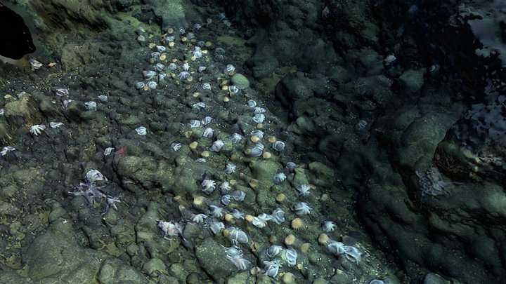 Doc Ricketts Dive# 1184 - Octopus Garden 2 – Modello 3D gratuito STL