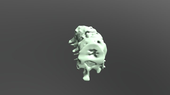 Lumbar Vertebrae 4 3D Model
