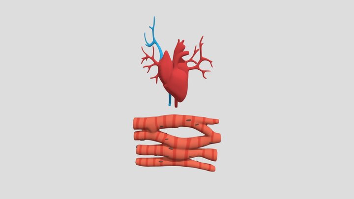 Simple Human Heart 3D Model