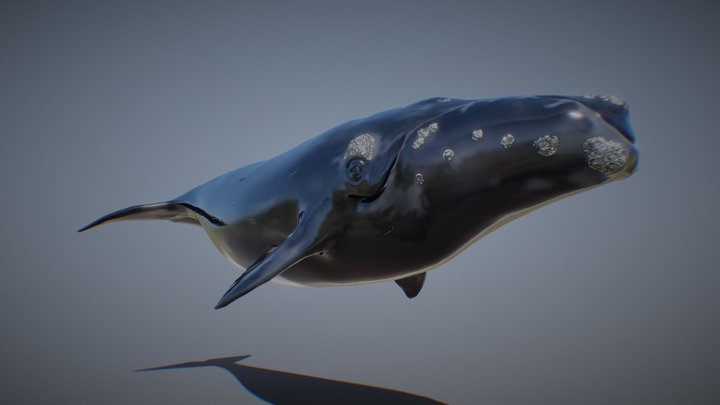 RIGH WHALE ANIMATIONS 3D Model