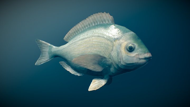 Animated fish (Black seabream) 3D Model
