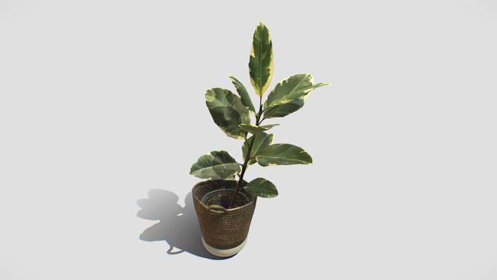 Rubber Plant (fig) 3D Model
