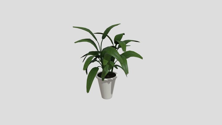 Indoor Plant 3D Model