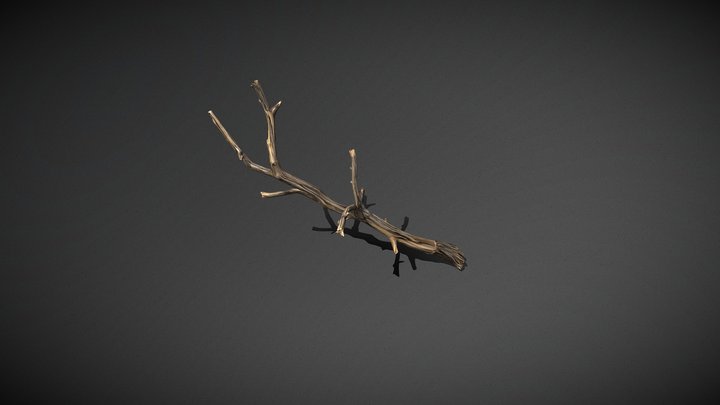 Forked Broken Tree Branch