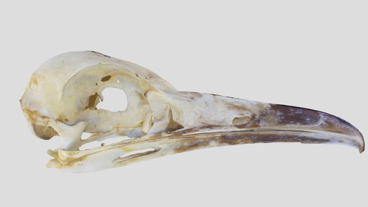 UWYMV:Bird:5886, Geococcyx californianus, Skull – Gratis 3D-model STL