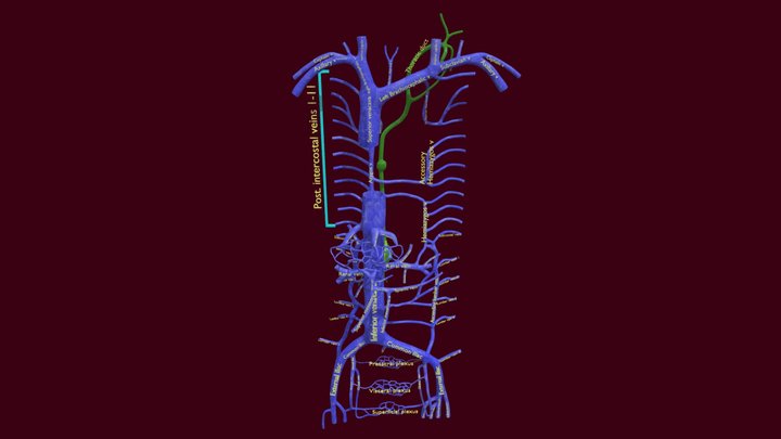 Venous system thorax abdominal vein labelled 3D Model