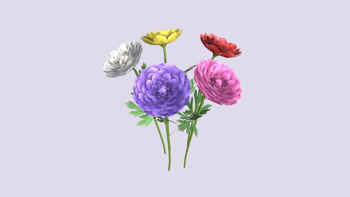 Generic Ranunculus flower