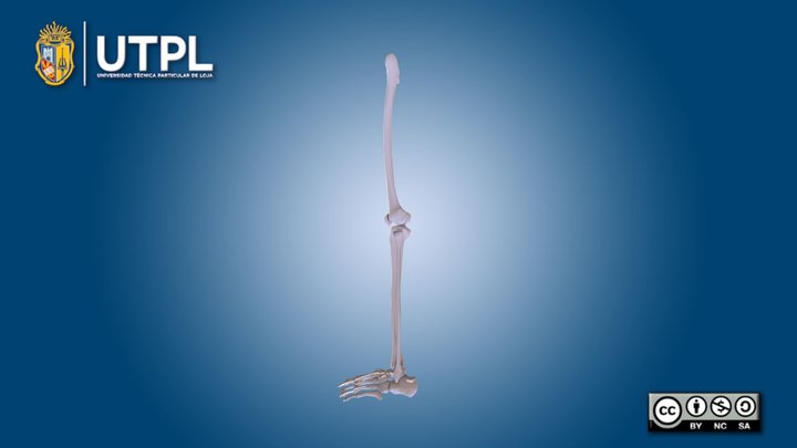 Extremidades inferiores – Modello 3D gratuito STL