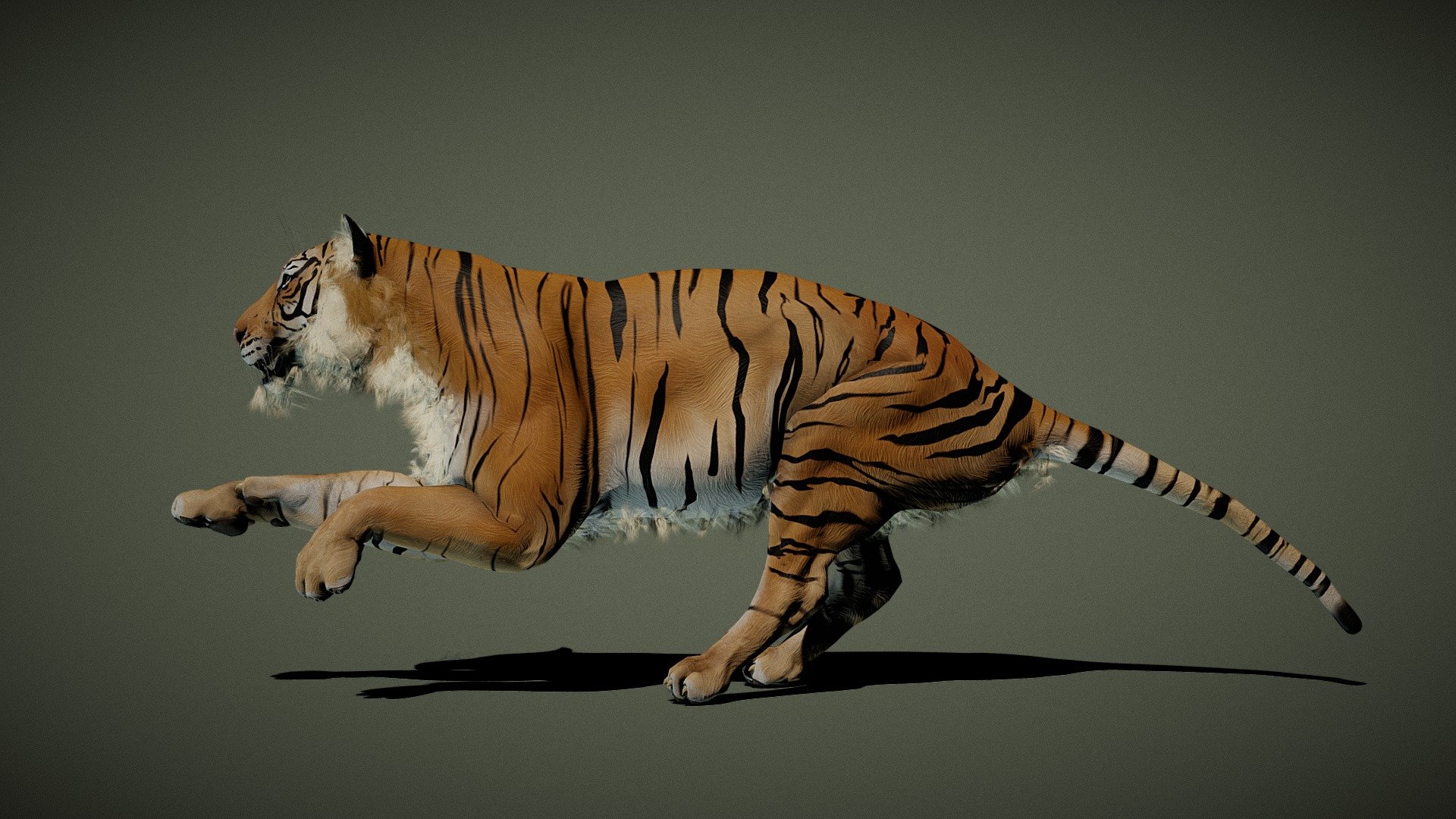 Tiger Buy Royalty Free 3d Model By Artstevenz 3dcoast [fc8cc2a] Sketchfab Store