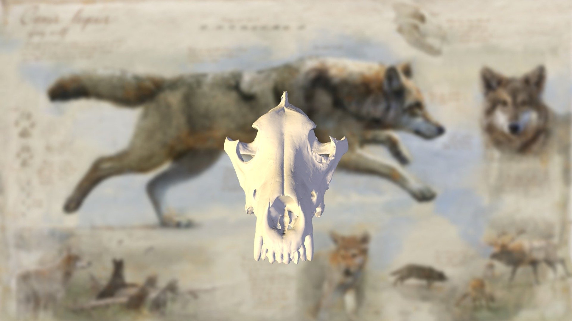 Gray Wolf Cranium