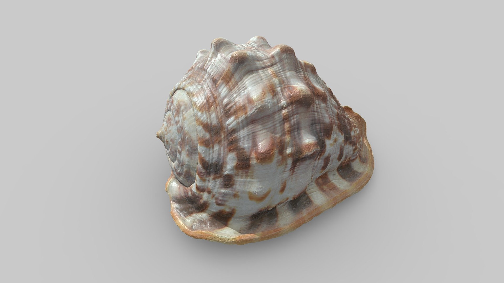 Shell 4