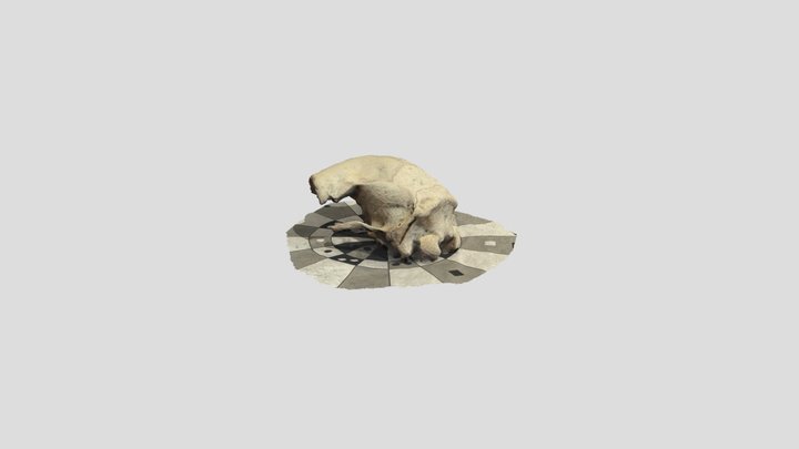 High Rez Skull 3D Model