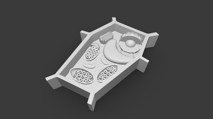 plant cell_print_STL 3D Model