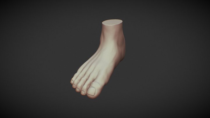 Free Foot highpoly 3D 3D Model