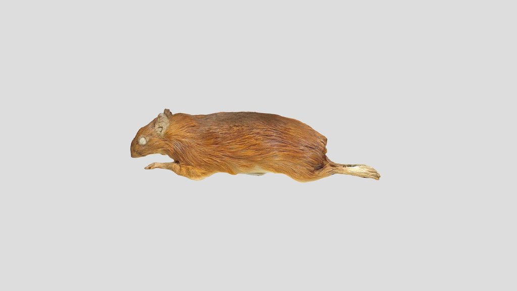 Cutia (Dasyprocta)