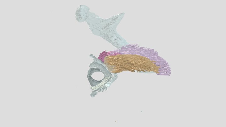 Superior longitudinal 3D Model
