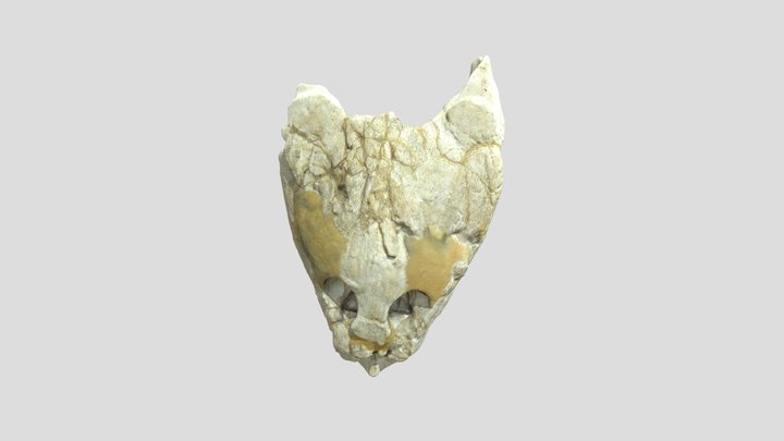 Angolachelys Turtle Skull 3D Model