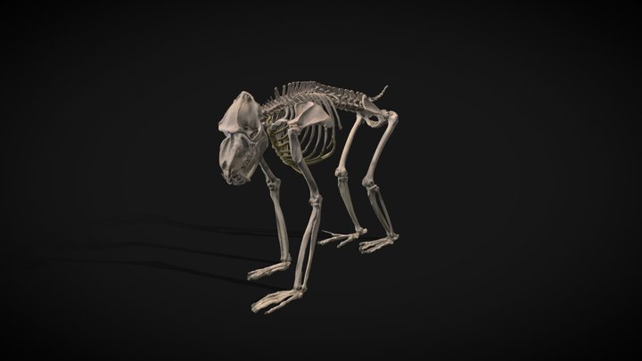 Mandrill 3D Model