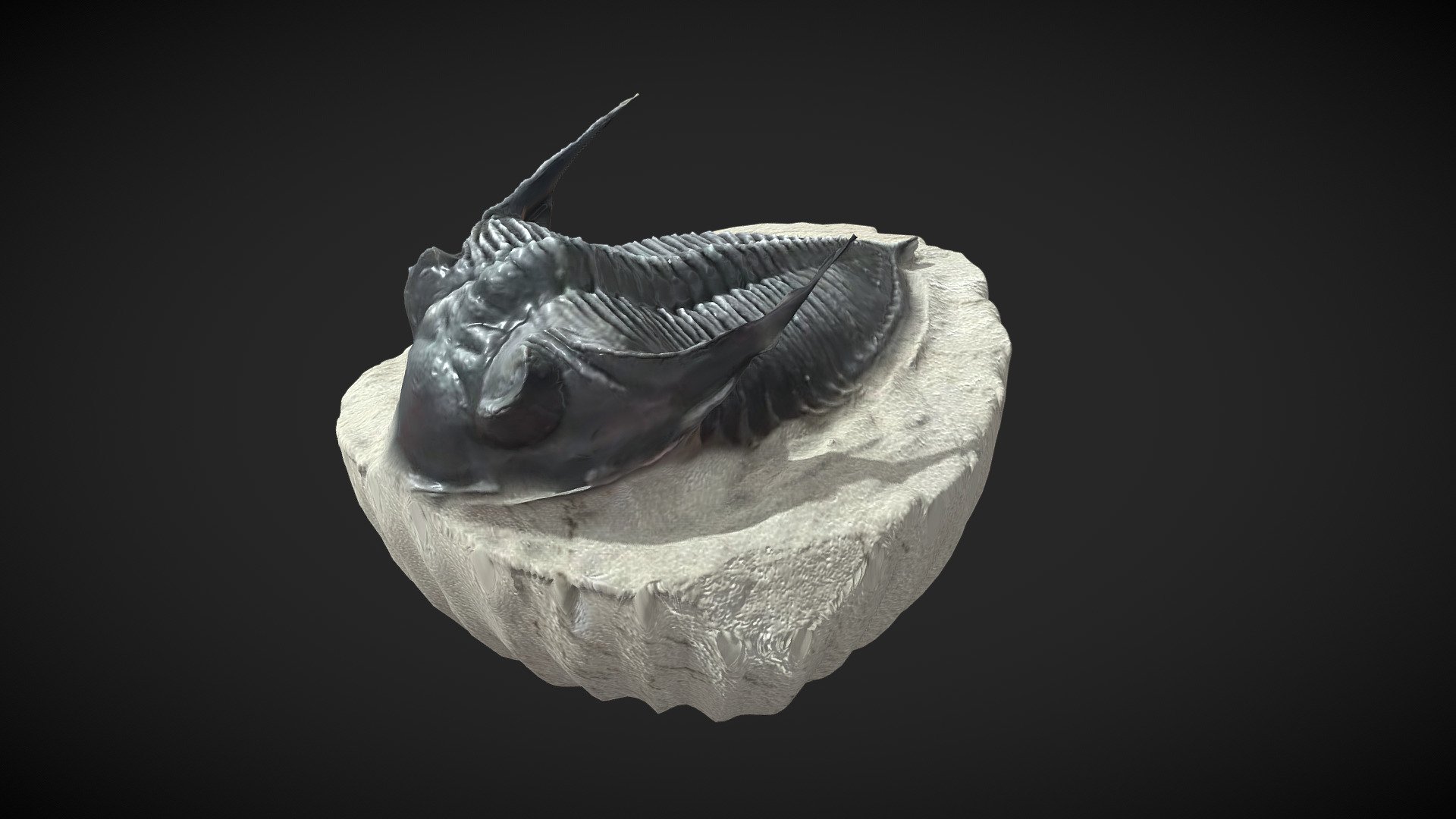 Model of a trilobite - Download Free 3D model by Peter Nox (@Peter.Nox ...