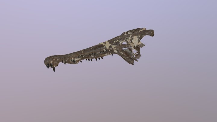 Borealosuchus Skull 3D Model