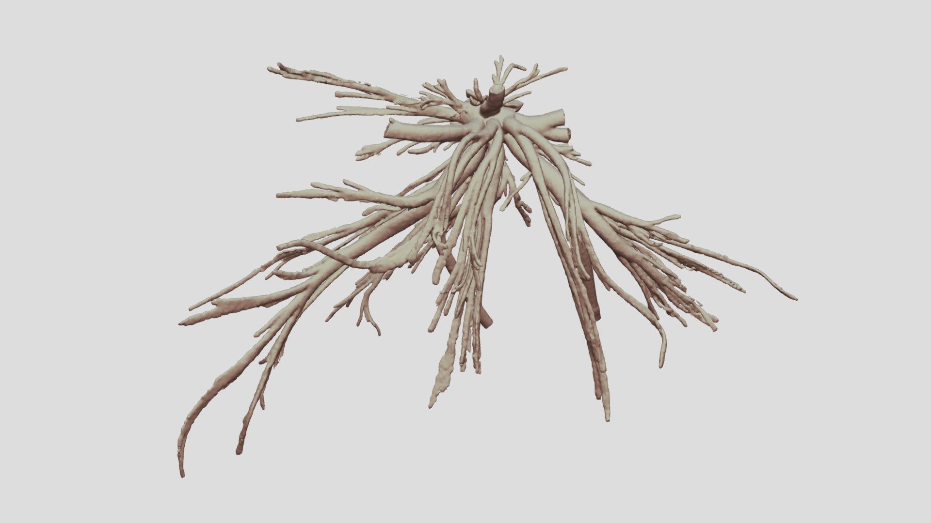 Cacosceles newmannii larva tracheae. Sample Nr16