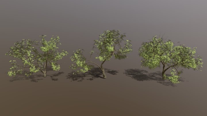 Animated Oak Trees 3D Model