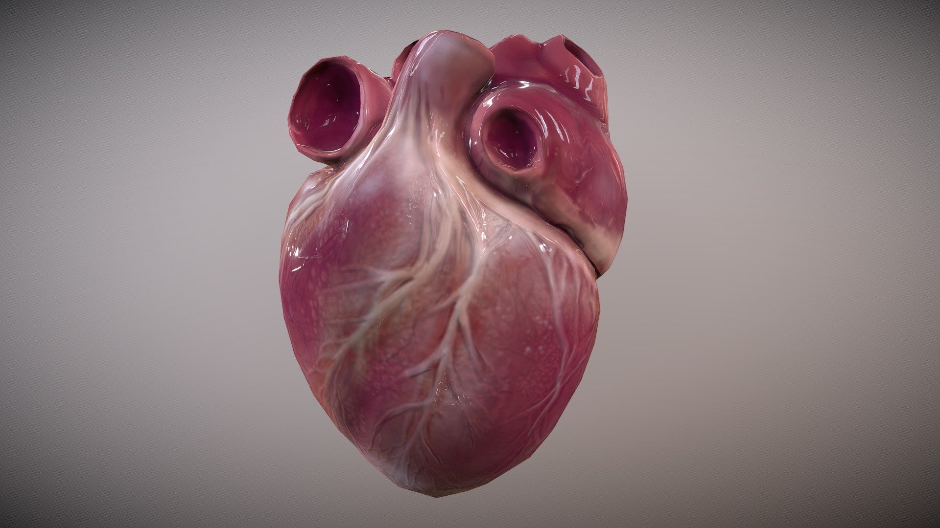 Human Heart [Animated] - Buy Royalty Free 3D model by GAME-READY