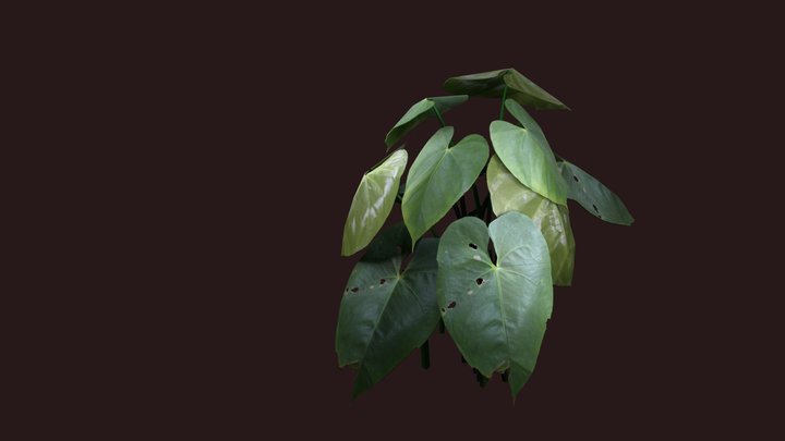Anthurium_Plant 3D Model