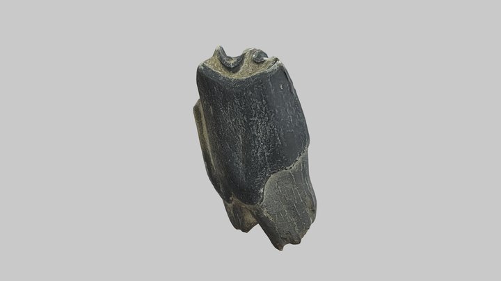 London Thames Mudlarking Small Animal Tooth 3D Model