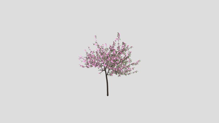 Blender樱花(Prunus Serrulata) 3D Model