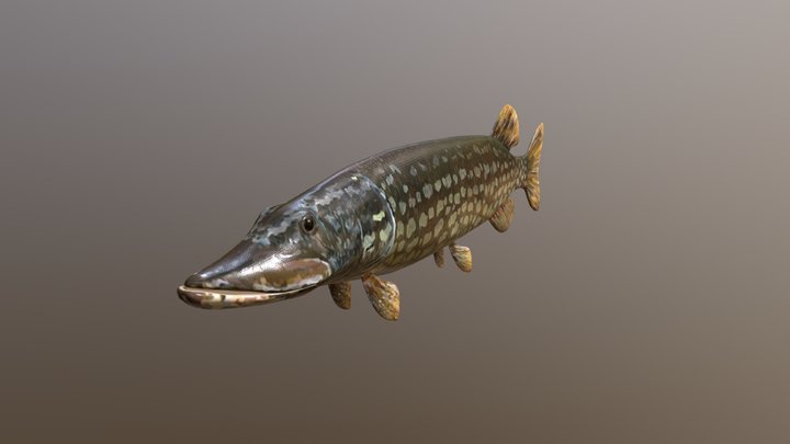 Esox Lucius - w/ Textures Test 3D Model
