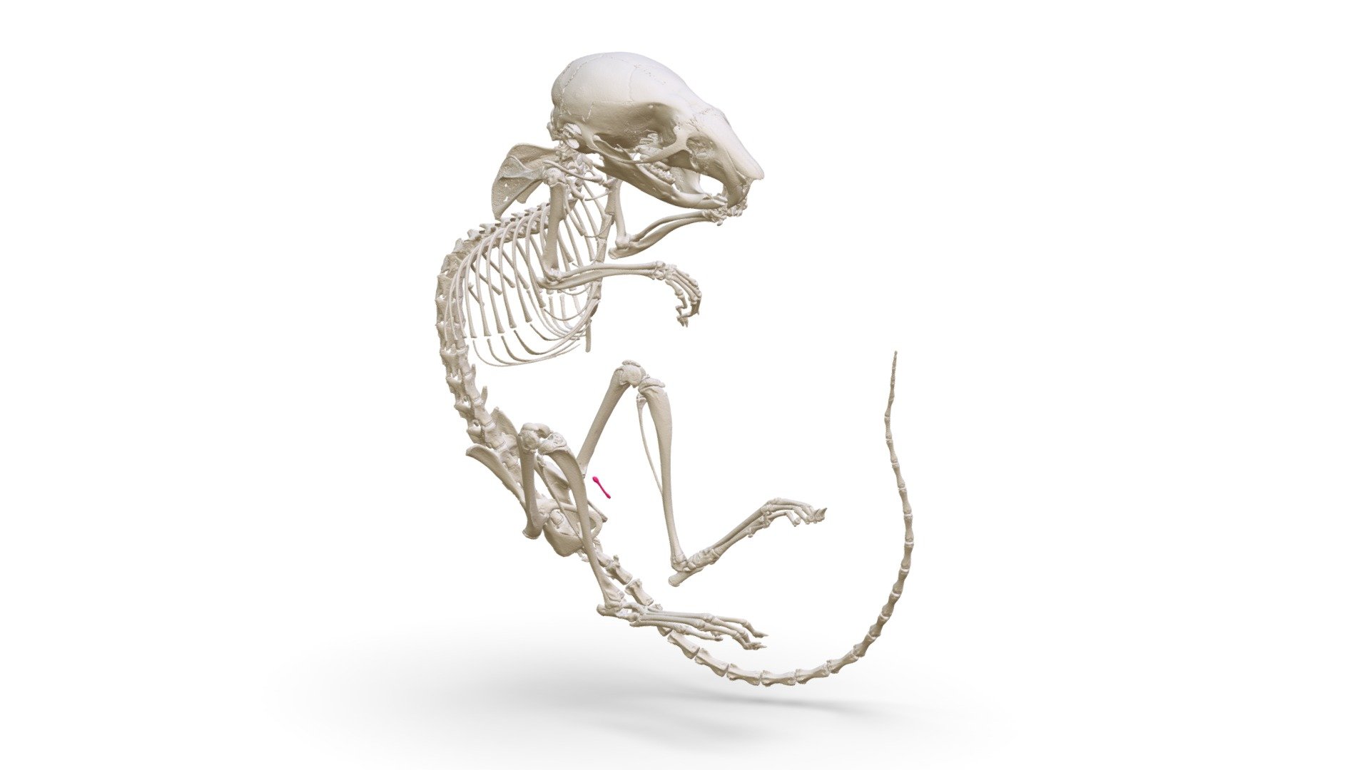 Apodemus uralensis (MSB:Mamm:249538) - 3D model by Biodiversity ...