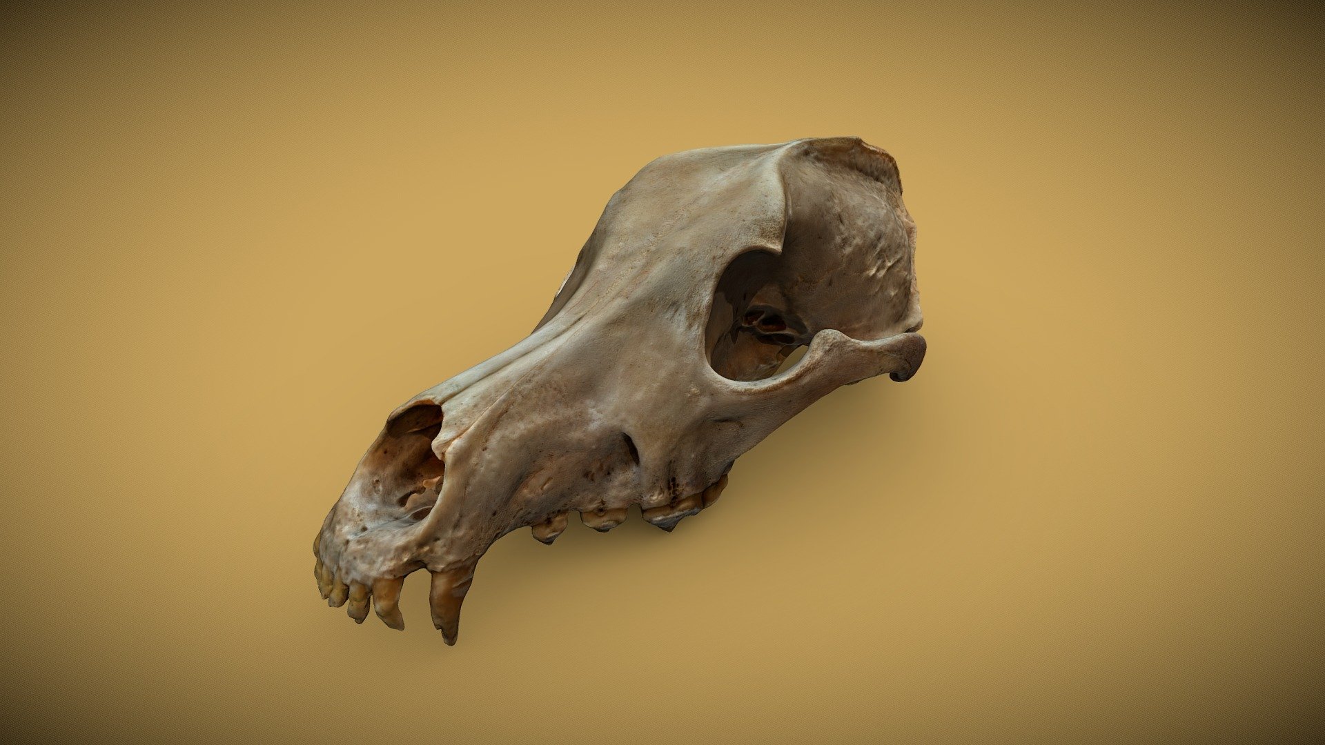 Jupiter's skull