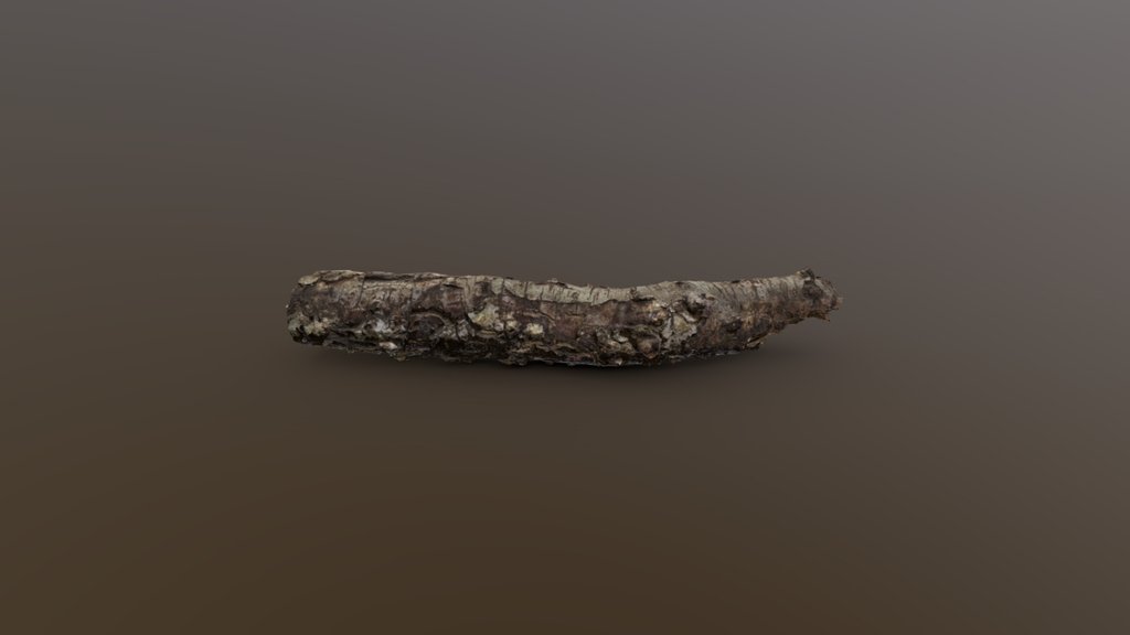 River Birch Stick - Photogrammetry Scan