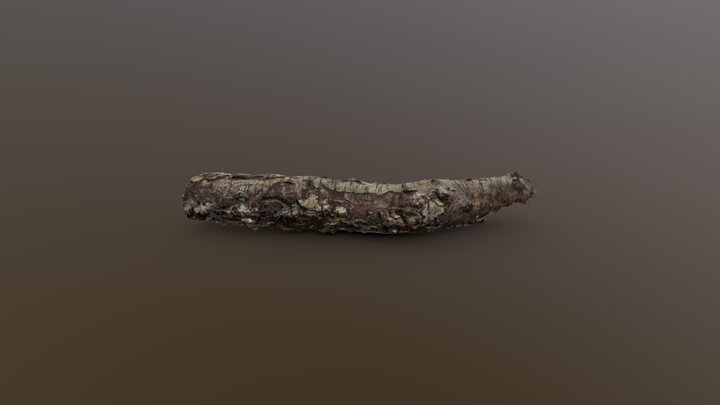 River Birch Stick - Photogrammetry Scan – Modello 3D gratuito STL