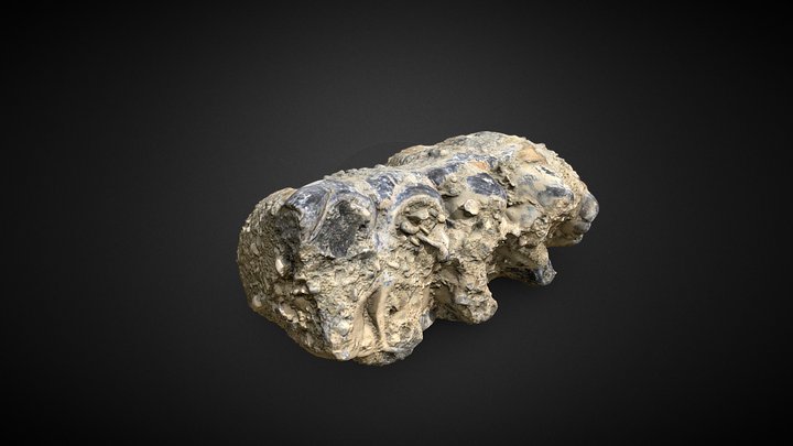 CZI-P048 Cuarto Molar de Mastodonte 3D Model