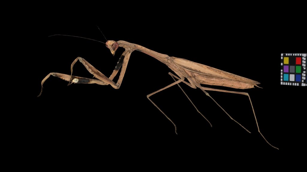 CC0 コカマキリ ♂ Asian Jumping Mantis, S. maculata