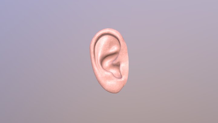 Ear 3D Model