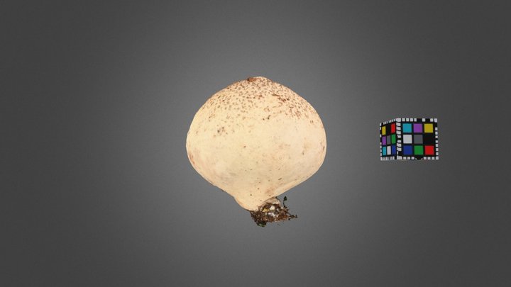 CC0 タヌキノチャブクロ 🍄 Pear Shaped Puffball