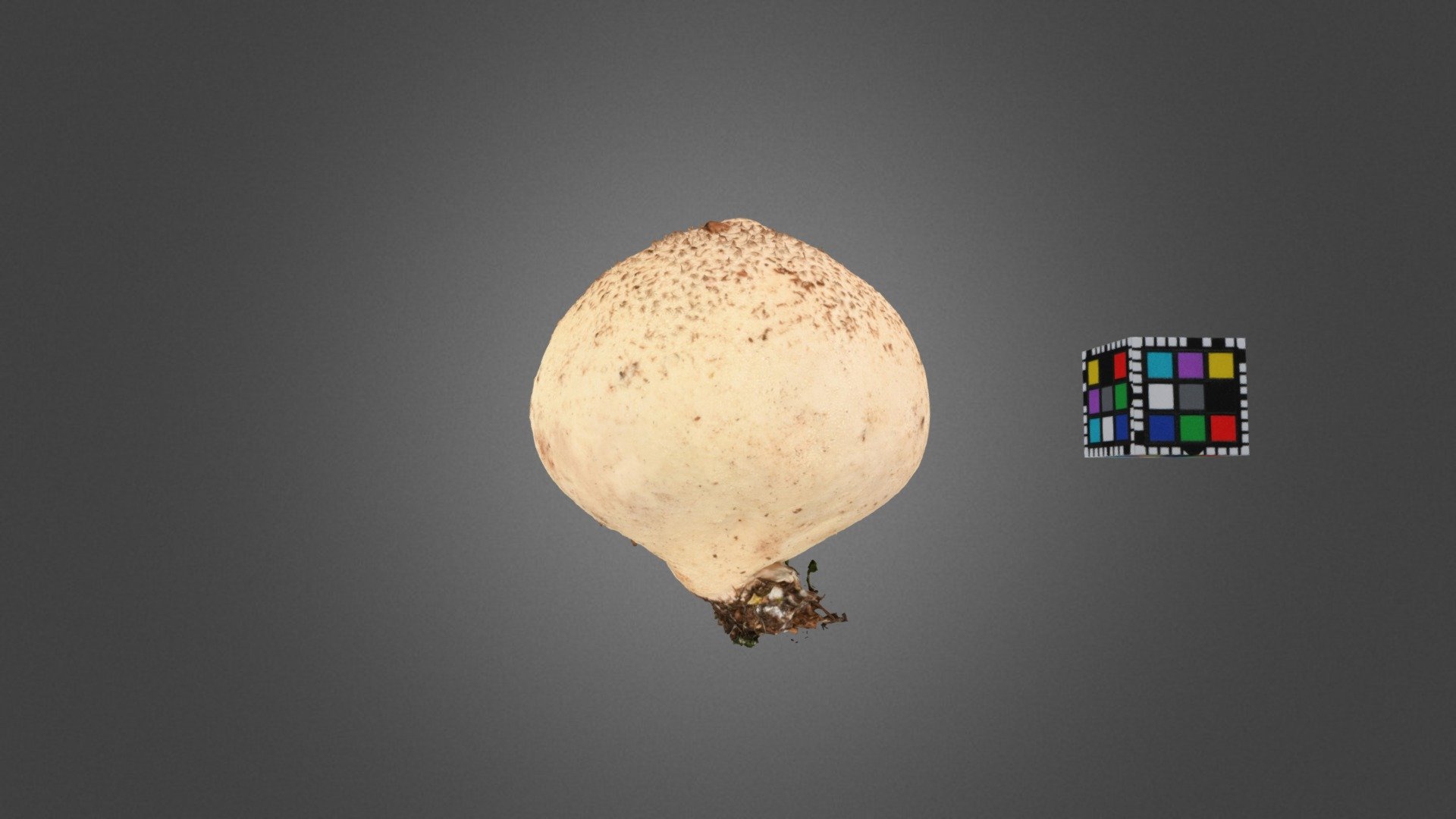 キノコ Mushroom (Unidentified yet)