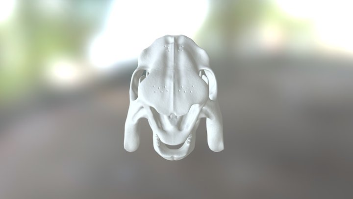 Glyptodon D 3D Model