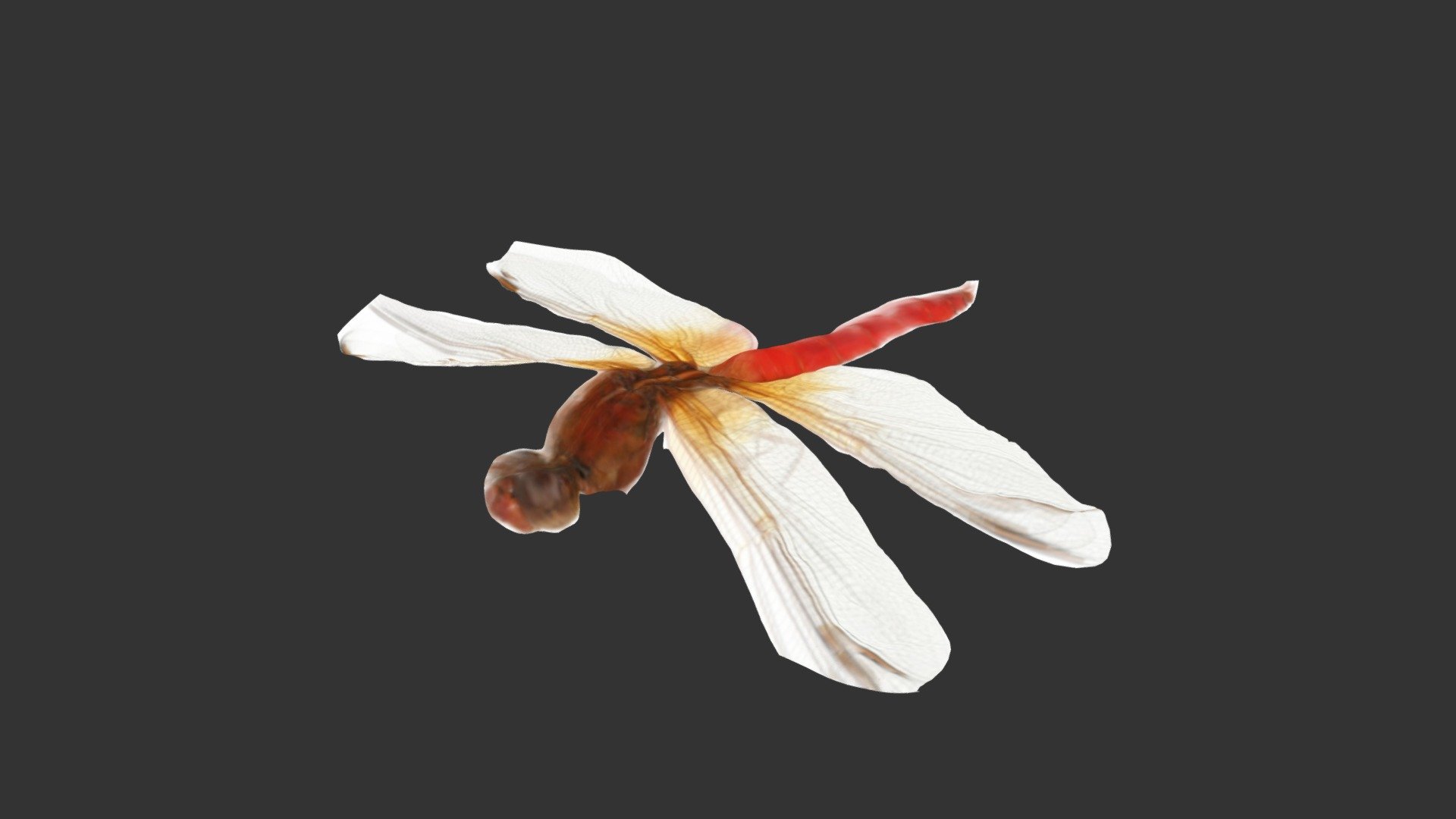 #3DST9 - Libellula Croceipennis
