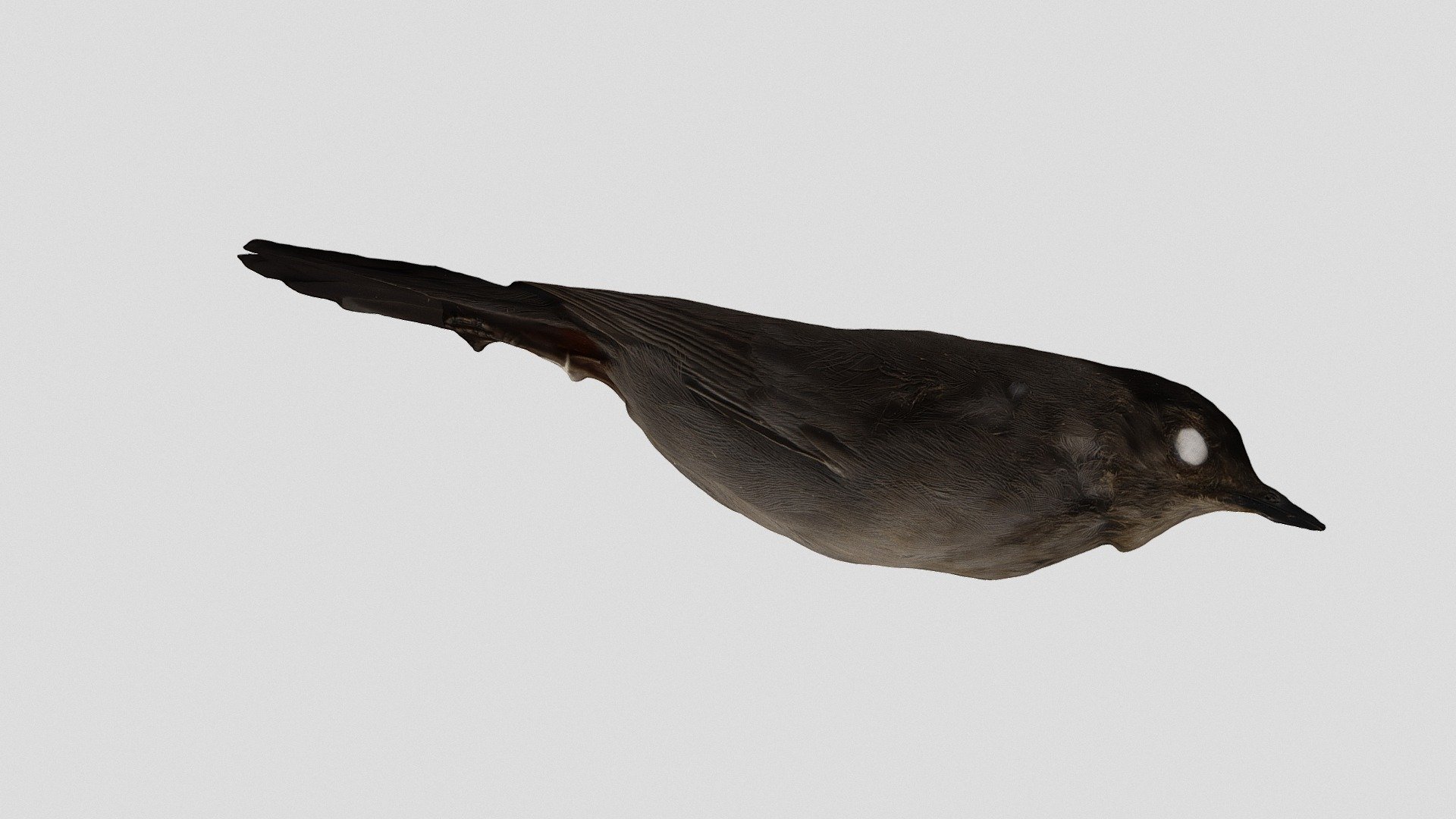 Bird1
