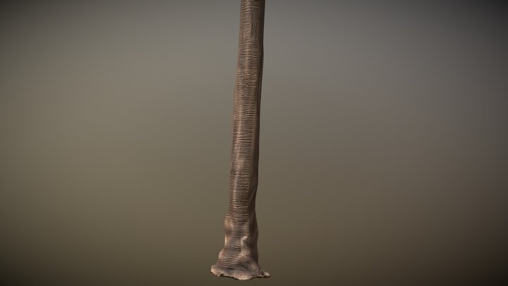 Tree 3D Model